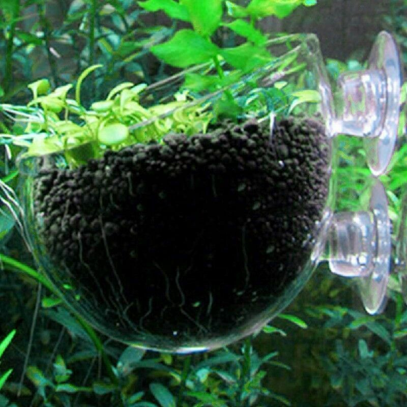 New Crystal Glass Live Plant Cup Red Shrimp Aquarium Holder FishTank G6V8