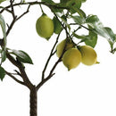 Zitronenbaum, Bonsai geeignet 10 Samen Deko best R4U1