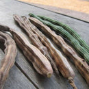 organic moringa oleifera 50 seeds plants seeds drumstick tree tree naturalBLURly