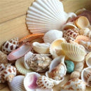 100g Beach Mixed SeaShells Mix Sea Shells Shell Craft SeaShells AquariumDecorS!T
