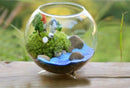 6x Tabletop Glass Flower Planter Vase Terrarium Container Landscape Bottle