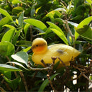 5'' Plastic Small Yellow Duck Decoy Floating Duck Hunting Fishing Decoy