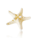 10pc Natural Starfish Sea Star shell Aquarium Landscape DIY Craft Home Decor NEW