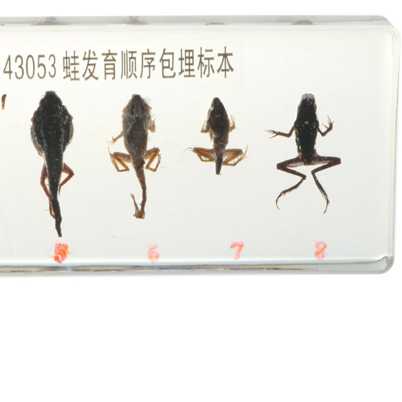 Lifecycle of a Frog Specimens Paperweight Educational Science Classroom