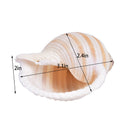 1Pcs Artificial Shell Sea Conch Fish Tank Aquarium Decorations Roll Shellf 3C