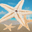 Small Starfish Star Sea Shell Beach Craft 0.4 inch-1.2 inch 90 Pcs