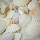 Aquarium Fish Tank Beach Nautical Shells Bulk Approx Sea Shell Photography! Gift