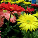 30pcs Bonsai Seeds Gerbera Daisy Hybrids Mix Flowers Home Garden Beautiful LJ