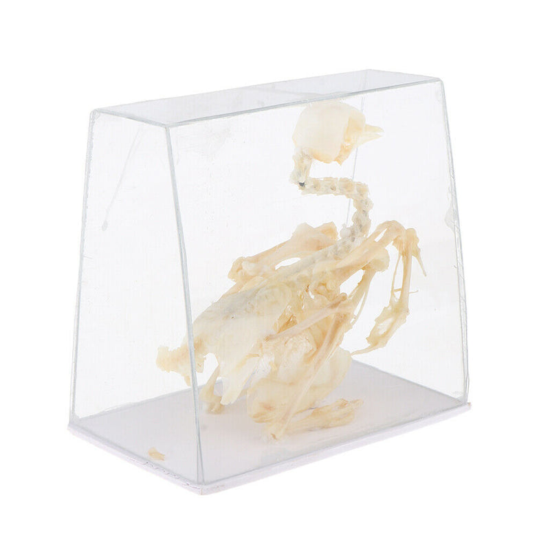 Real Pigeon Skeleton Specimens Biology Teaching Instruments Student Science
