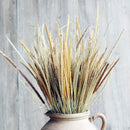 50Pcs Natural Dried Pampas Grass Reed Flower Bunch Wedding Bouquet Decors AU Hot