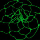 1Pc Braided Glowing Light Luminous Basketball Net Training Sports Supplies Del