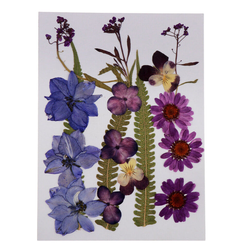 1 Set Assorted Pressed Dried Flowers Card Scrapbooking Phone Cover Crafts