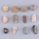 Pristine Natural Stones Reiki Rocks Ornament for Bonsai Fish Tank, Set of 12
