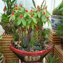 1pcs pachira money tree seeds good luck much money indoor plant ornamental ly