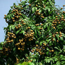 5pcs Dwarf Longan Sri Chompoo/Dragon Sweet Exotic Tropical P7Q7 Bonsai Su F V5H3