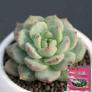 Carbendazim Efficient Bactericide Wettable Powder Flower Plant Decor Z7G6 G B8F1