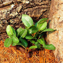 Reptile Hideaway Artificial Plants Decoration, 2 Pack