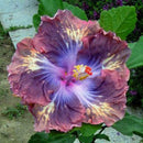 30PCS Giant Hibiscus Seeds Dinnerplate Hibiscus Perennial Flower Q9V0 L7H5