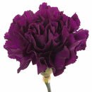 175 Pcs Magenta Carnation Dianthus Caryophyllus Flower Garden W8U0 DIY F8W0