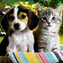 DIY 5D Diamond Diamond Painting Photo Custom "dog and cat" Embroidery Cross R6Q2