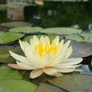 10 seeds 4 color mix Lotus Flower Seed water Aquatic Plant Nelumbo