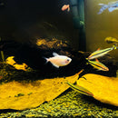 10pcs/set Natural Terminalia Catappa Foetida Leaves Island Almond S Ew