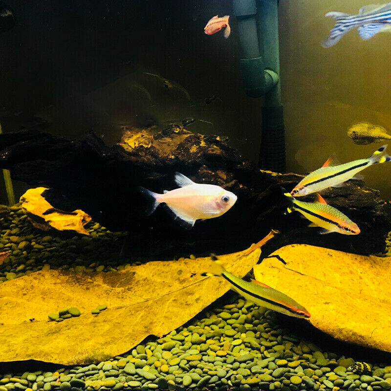 10pcs/set Natural Terminalia Catappa Foetida Leaves Island Almond S Ew