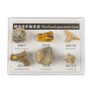 Natural Stone 6 Pieces FOSSIL SPECIMENS with Collection Box