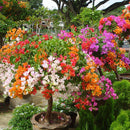 Amazing 100 * Mix-color Bougainvillea Spectabilis Willd Bonsai Flower Seeds,