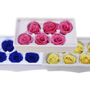 Eternal Roses Heads,Real Natural Fresh Preserved Rose,Beauty And The Beast  N4J3