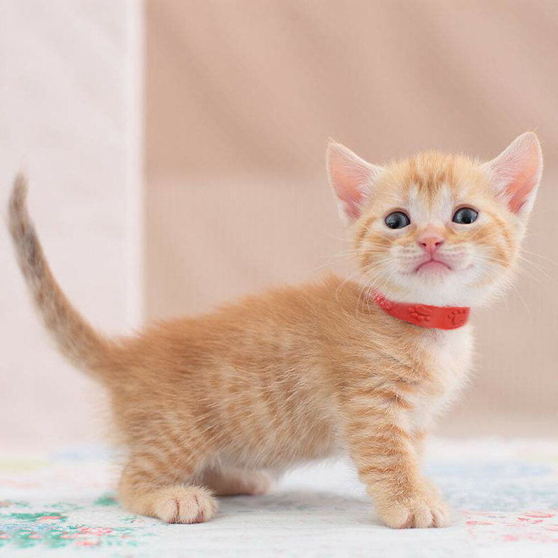 Insecticidal Anti Flea Pet Cat Collar Adjustable Mosquitoes Dog Ring Neck Straps