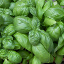 Basil seeds ocimum basilicum seeds vegetable fragrant for planting MedicinalULJ