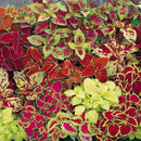 50 pcs mix colors blumei seeds colorful flower leaves plant home garden LJ