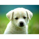 5D DIY Full Drill Diamond Painting Cute Animals Cross Stitch Craft Kit (04)