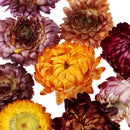 10 Pcs + 20g Dried Pressed Flowers For DIY