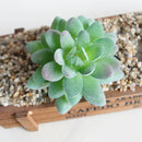 Artificial Plastic Succulent Plants Flowers Home Cafe Beautify Floral Decor