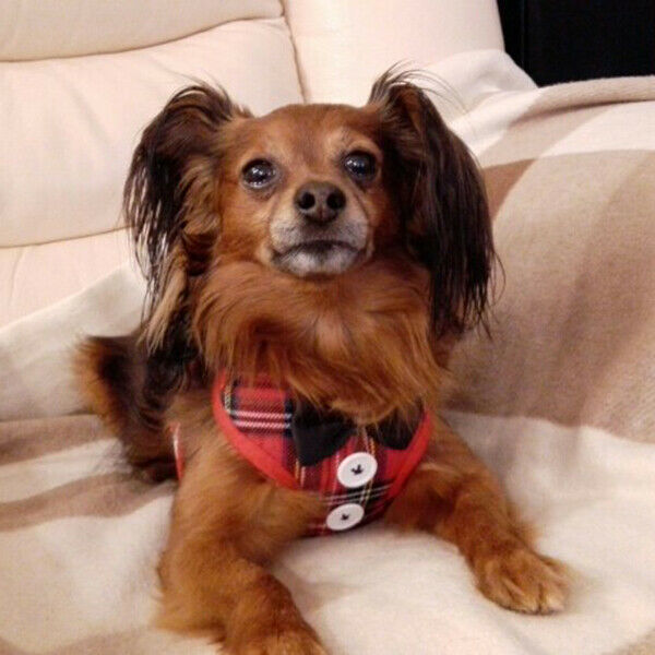 Dog Vest Pet Dog Harness Leash Set for Small Medium Dogs Bow Tie Formal Dre