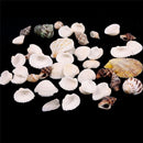 Beach Mixed SeaShells Mix Sea Shells Shell Craft SeaShells Aquarium Decor Kn