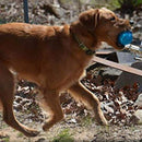 Pet Puppy Dog Squeaky Fetch Ball Toys [Meteorites Bouncy Series] Bite Resis I5M7