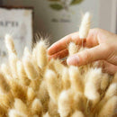 20X Natural Dried Small Pampas Grass Phragmites Communis,Wedding Flower Bunch AU
