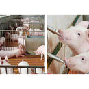 Pig Swine Livestock Stainless Steel Waterer Drinkers Nipples Water Drinking  BX
