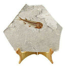 Fish Fossil Real From Western Liaoning China 150 Million Years Ago Lycopter O7C4