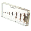 Science Education Specimens Biology Teaching Tool - Life Cycle of Locust