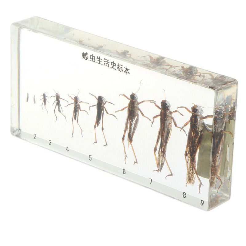 Science Education Specimens Biology Teaching Tool - Life Cycle of Locust