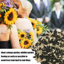 Plant Your Own Giant Sunflower Plant Kit - Indoor Windowsill Gift Gardening K2C2