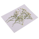 20x Pressed Dried Flowers Real Babysbreath Sage DIY Scrapbooking Arts Crafts