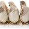 Pack 24Pcs Artificial Feather Bird Foam Birds Home Table Decor Photo Props