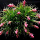 20X rushed real air pine  of prevent radiation fleshy seed succulent LJ