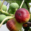 30pcs Fig Tree Seeds Greek Honey Fig Amazing Variety Exotic Delicious Fruit SP