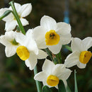 400pcs mixed daffodil double narcissus duo bulbs seeds spring plant SP